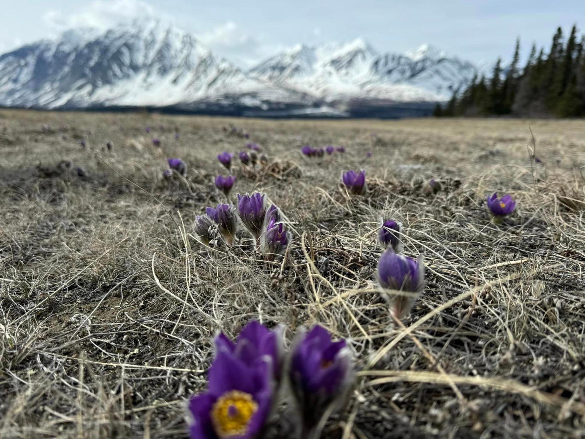 Mount Logan Ecolodge & Retreat Center Haines Junction Bagian luar foto